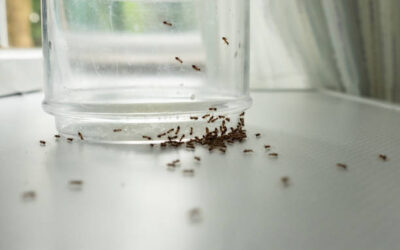 Getting Rid of Ants