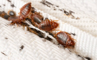 How to know if you have Bed Bugs